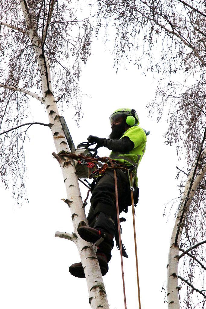 Avancerad trädfällning